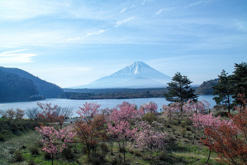fuckyeahjapanandkorea: Lake Shoji Spring by shinichiro*