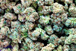 weed-420-love:  …SMOKE EM IF YOU GOT EM… AND SHARE