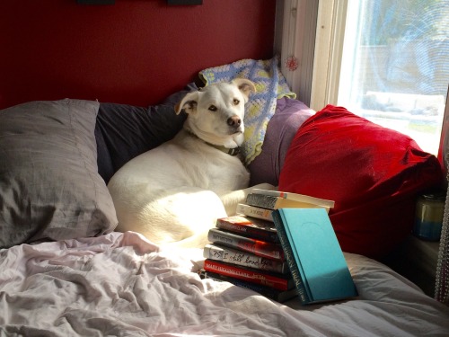 hiding-out-bibliophile:BPC: Reading Spot….in bed with this goon