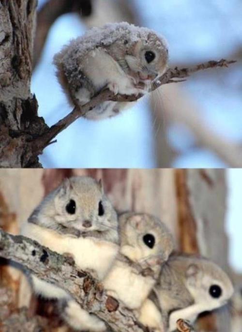 Japanese dwarf flying squirrel. Please, kill me now