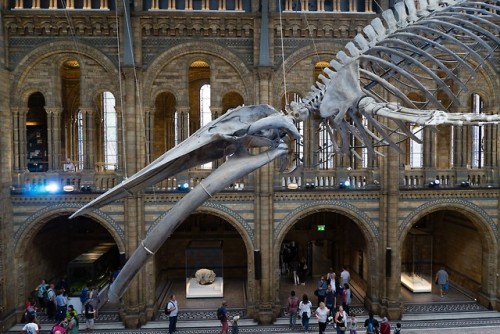 leepaulphotography - Blue whale skeleton @ Natural History...