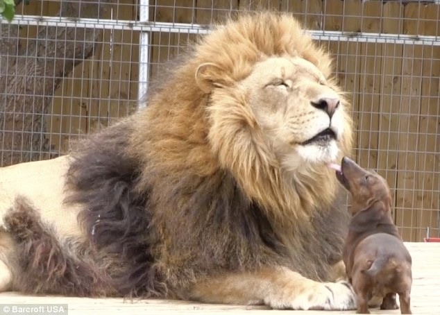  A lion and a miniature sausage dog have formed an unlikely friendship after the