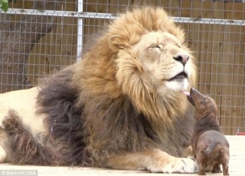  A lion and a miniature sausage dog have formed an unlikely friendship after the little dog took the king of the jungle under his wing as a cub. Bonedigger, a five-year old male lion, and Milo, a seven-year old Dachshund, are so close that Milo helps