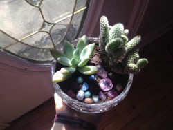 xxisland-of-misfit-toysxx:My new baby. She is the one on the left and I decided to plant her with Philip her name will be jade