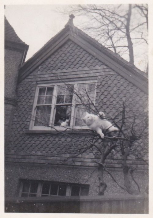 fifties-sixties-everyday-life:Cat struggles in tree, c. 1960s.