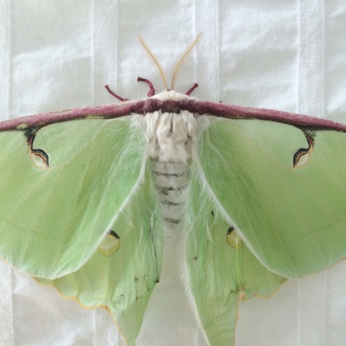 XXX pirumparum:  my first luna moth emerged yesterday. photo