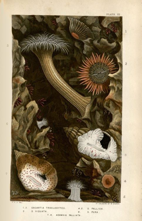 From A History of the British Sea-Anemones and Corals (1860). 