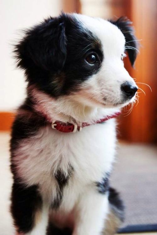 detourthroughlife:  PUPPIES. I WANT ONE SO BAD. 