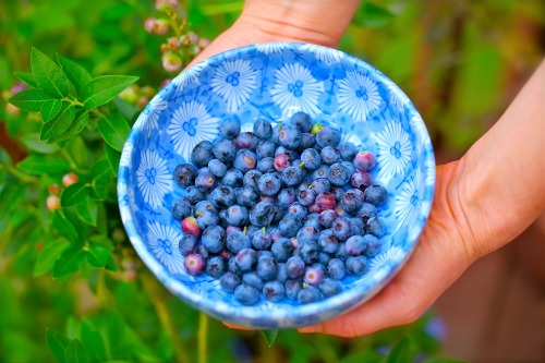 olenkoskitchen:  Olenko’s Raw Blueberry-Fig Cake 3 cups fresh blueberries 15 ripe raw figs 4 very ripe bananas 5 dry dates 2 TBS fresh lemon juice 1 cup raw buckwheat  ½ cup of raw almond milk pinch of cinnamon powder pinch of ginger powder