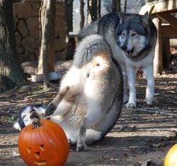 wolveswolves: Happy Halloween! Picture by