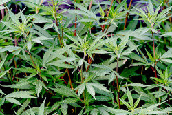 spinstate:  cannabis sativa…  En el Jardín