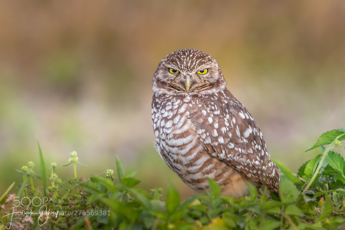 Burrowing Owl by Schauf-Photography