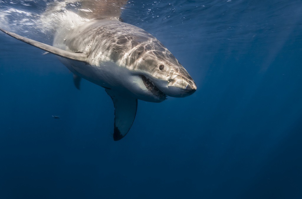 kingdomy:  George Probst - Great White Shark 