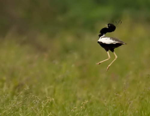 importantbirds: bunkerlad: softhoof: softhoof: softhoof: he rises hes back watch out Lesser Florican