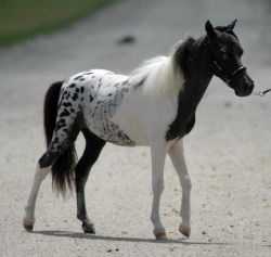 colourfulequines:  Black ‘pintaloosa’