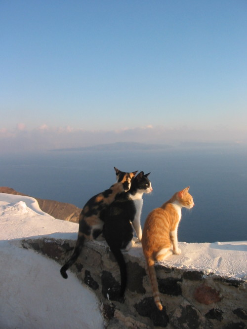 Francesca Romana Bramati aka Sissi1983 (Italian, based Rome.Italy) - 3 Cats in Santorini looking the