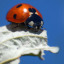 coccinellidaee