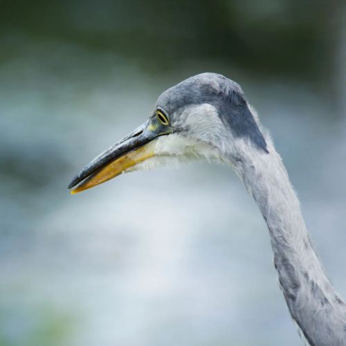 A fish is about to have a very bad dayThis grey heron has its eyes locked on his lunch...#