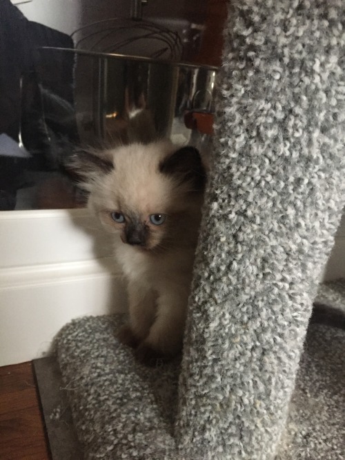 my friend breeds Himalayan cats and I get to see their cute lil faces every few months