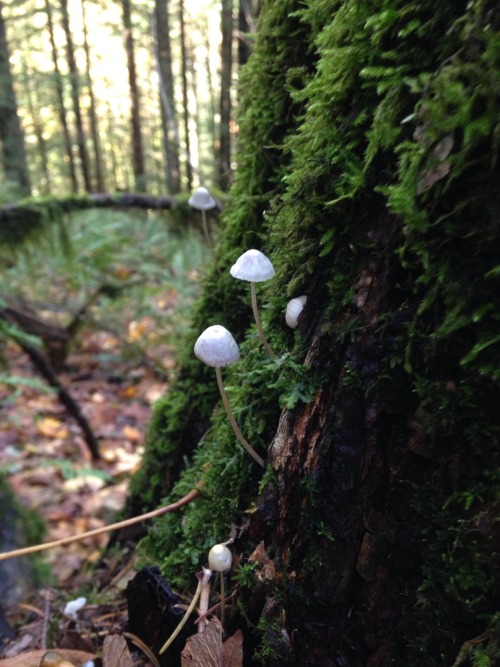 More photos from today&rsquo;s mushroom hunt. (The mushroom in the last photo is called an Elfin Sad