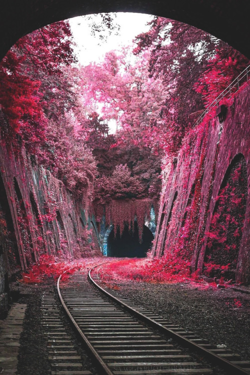 abandonedandurbex:La Petite Ceinture - an abandoned railway line circling Paris [899 × 1349]