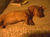 Baby Muffin She Is So Very Small