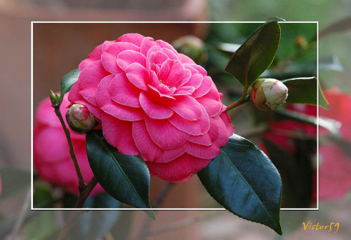 ..Camelia.. by sirVictor59 on Flickr.