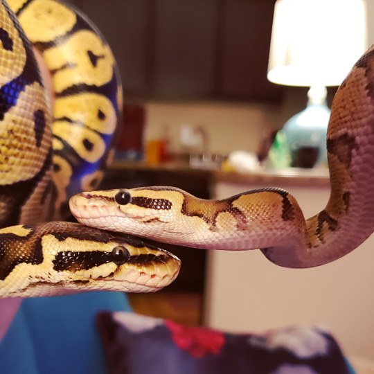 worship-horror: To all my followers: Enjoy this blessing of Snoot Boops: 💗🐍💗🐍💗🐍💗🐍💗 Cuteness Level is at ¡¡¡CRITICAL!!! Thank you~ 