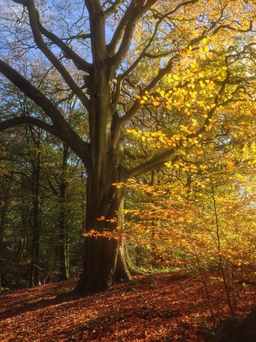 moonsurf:  Autumn Splash, by @moonsurf 