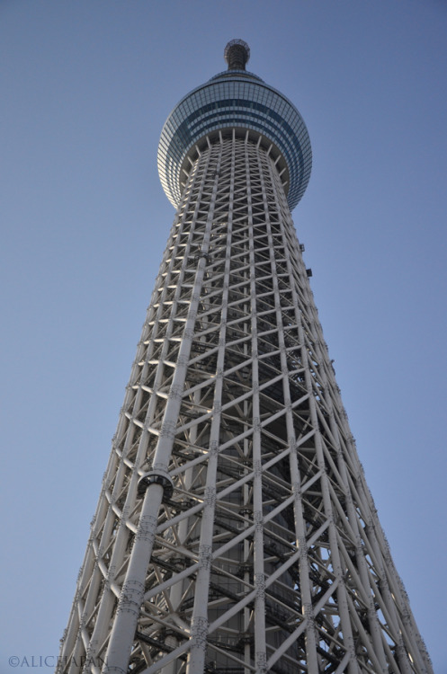 Tokyo SkyTree  2012年03月29日