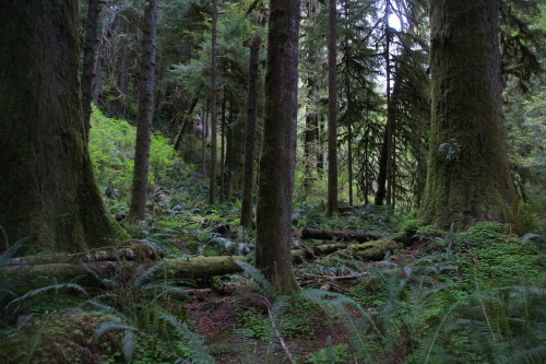 North shore - Lake Quinault Rainforest