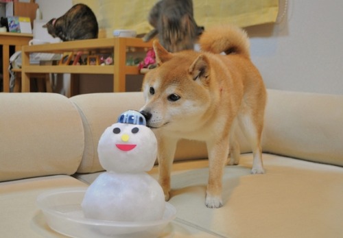 shiba inu