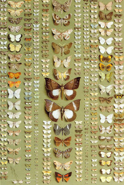 heaveninawildflower:  374 moths of New Guinea
