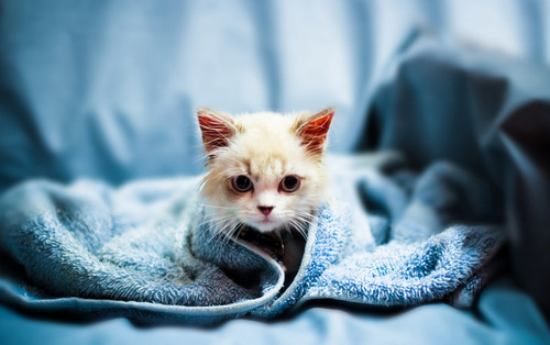 ScreamCute.com