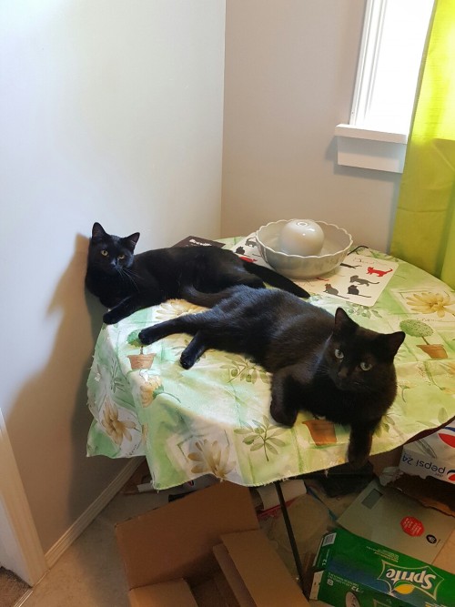 Happy black cat appreciation day! These are 2 of my cats, Ally (left) and Sev (right)! They’re