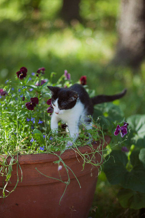 mimzy-writing-online: milascioandare: Loreta Blog: Country Living  [Image Description: Tiny black an