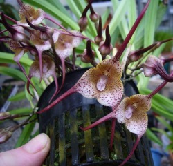 orchid-a-day:  Dracula navaroorumApril 28,