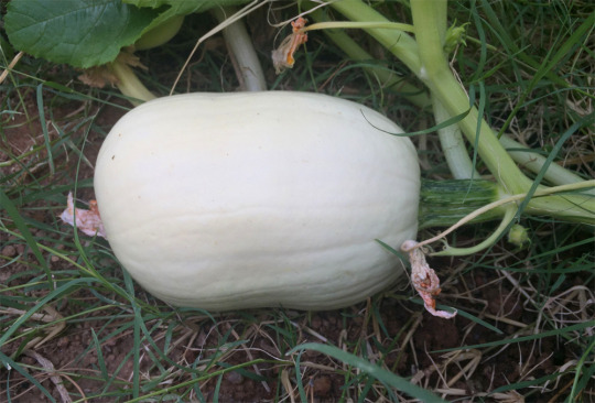 so far this one seems less eggy and more rectanguleggy