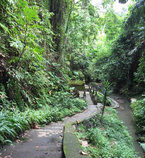 art-wander-arise: Happy St. Patrick’s Day! Everywhere I go is green .  #Ubud  #Bali  #travel  #jungl