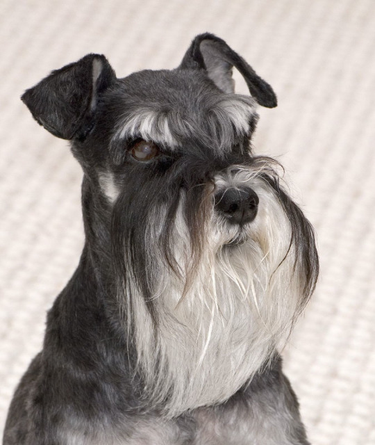 Harry Potter Characters As Dogs