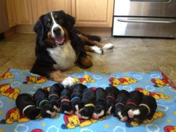 awwww-cute:  Mommy and her pups (Source: