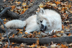 photograchii:Wolves at the Schönbrunner Zoo, Nov. 13th, 2015