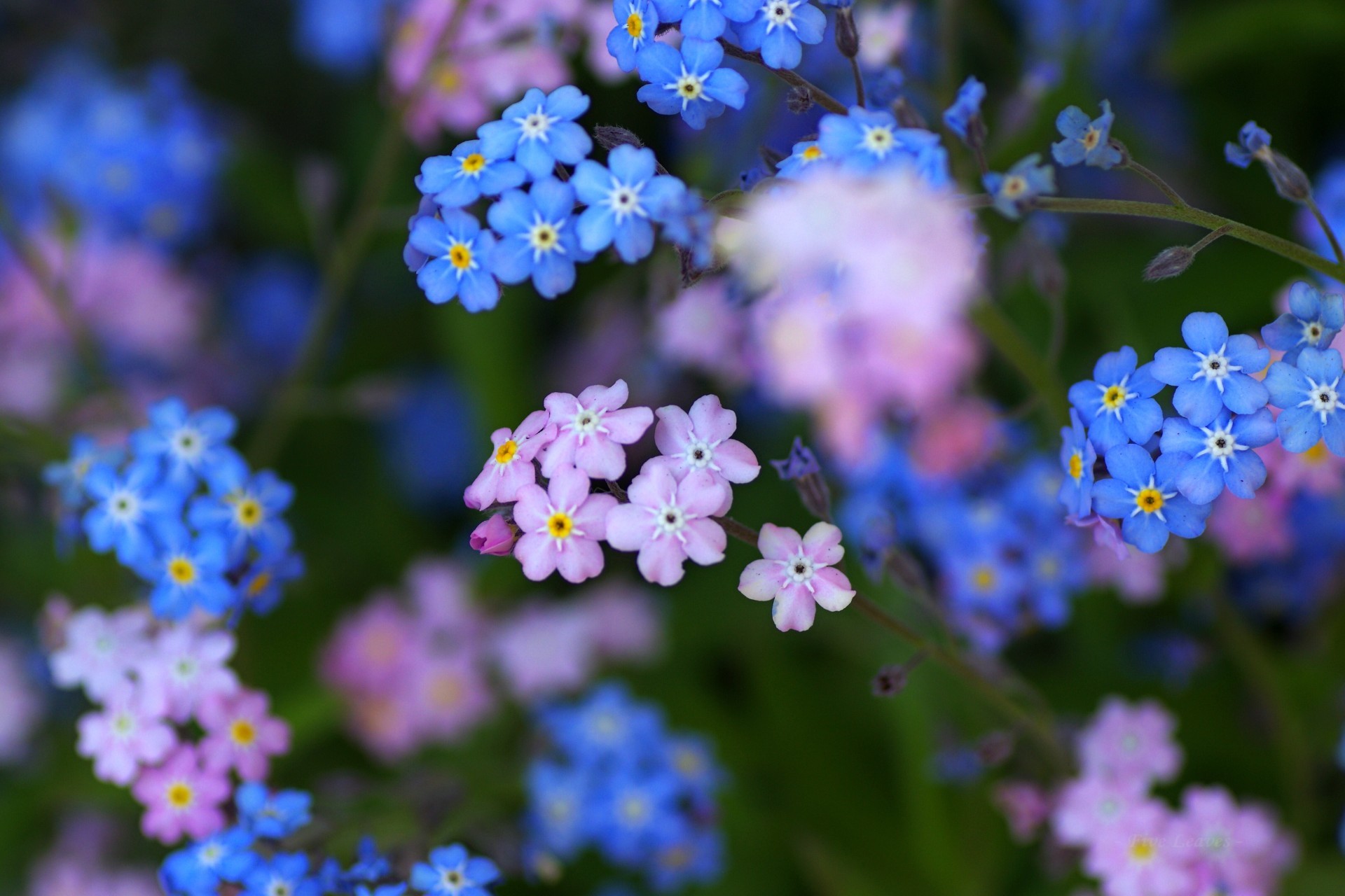 Myosotis Explore Tumblr Posts And Blogs Tumgir Myosotis Explore Tumblr Posts And Blogs Tumgir