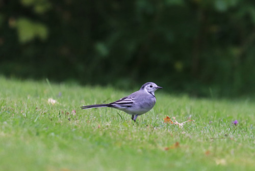 White wagtail/sädesärla.