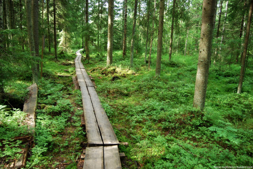 sammalsiipi:A visit to the nearby nature reserve a couple of weeks ago.