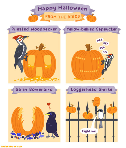 birdandmoon:Happy Halloween from the birds! I’ve got two events coming up: -This Saturday I’m at the