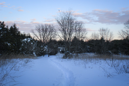 gardenmuse: Scenes from winter storm Jonas in our part of the world.   Snow fell for a sol