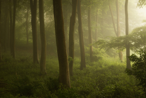 Friston Forest - May 29th by Edd Allen Facebook Twitter Instagram