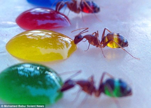 Ants drinking colored liquid