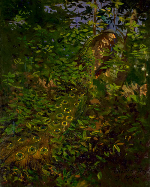 Peacock in the Woods, Abbott Handerson Thayer, 1907